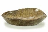 Polished Fossil Coral (Actinocyathus) Dish - Morocco #286808-1